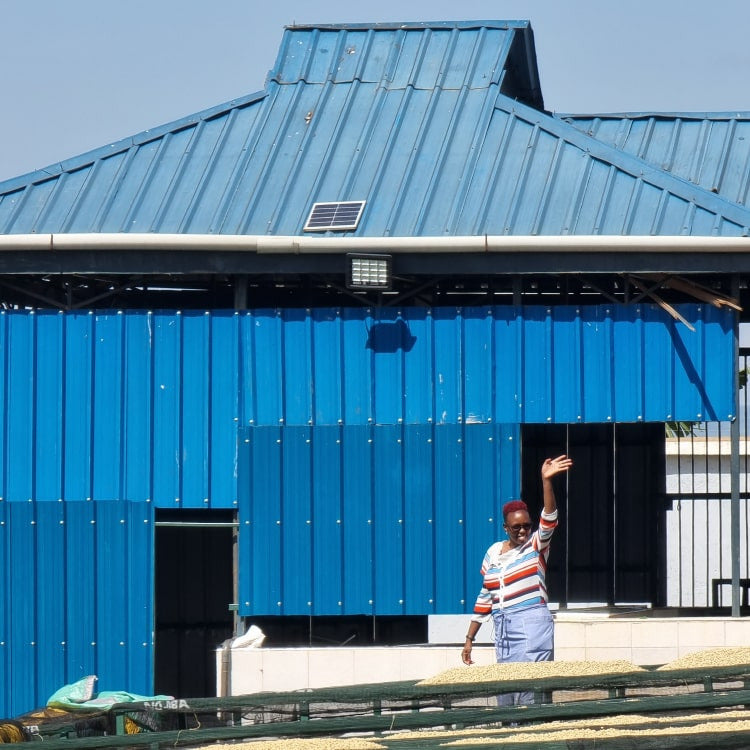 KING COBRA: KENYA PRIVAM ESTATE AA WASHED