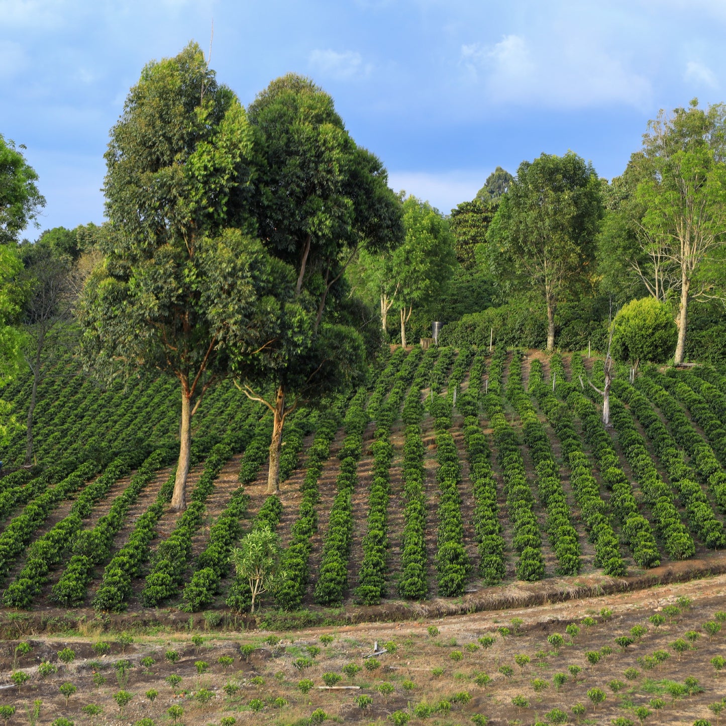 DECAF: COLOMBIA WILTON BENITEZ GRANJA PARAISO 92 NATURAL EA DECAF