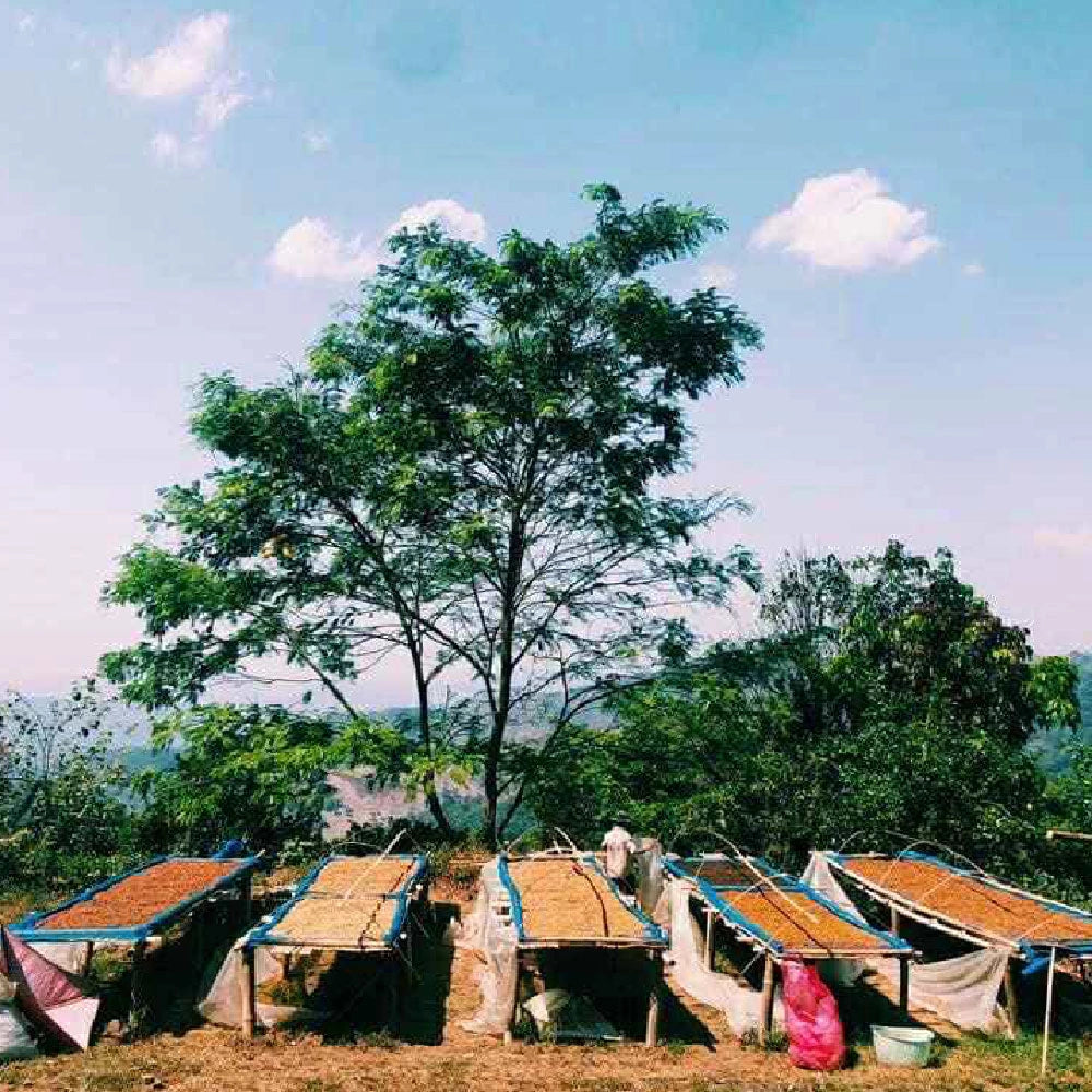 THAILAND CHIANG RAI WUIYUE FAMILY NATURAL