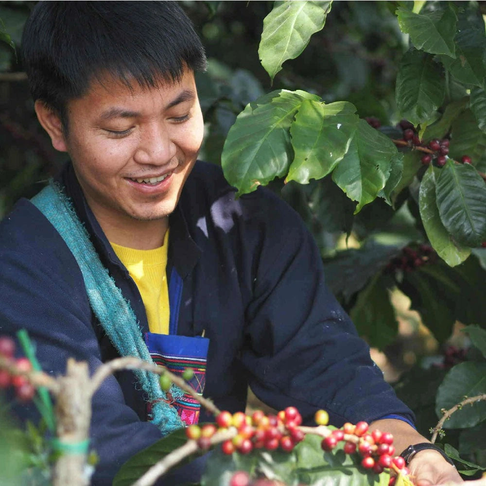 THAILAND CHIANG RAI WUIYUE FAMILY NATURAL